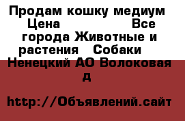 Продам кошку медиум › Цена ­ 6 000 000 - Все города Животные и растения » Собаки   . Ненецкий АО,Волоковая д.